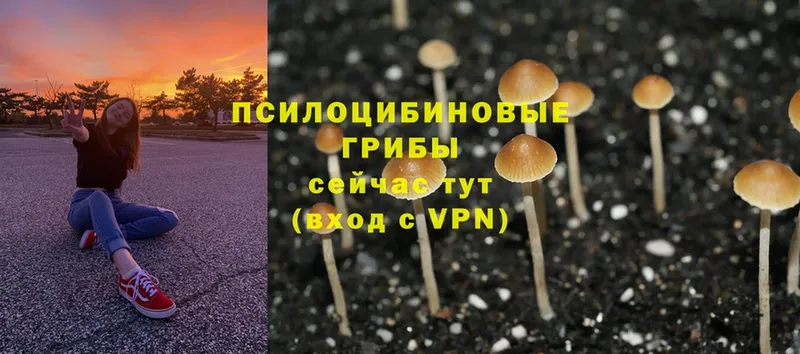 наркотики  Навашино  shop формула  Псилоцибиновые грибы Psilocybine cubensis 